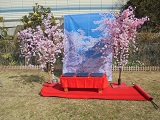 桜のスクリーン演出-1