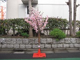 桜の立木-1