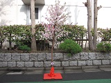 桜の立木-2