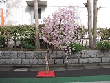 桜の立木-3