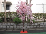 桜の立木-4