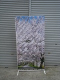 桜タペストリー1