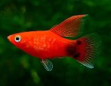 珍しいお魚展